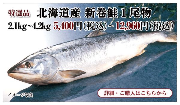 北海道産 新巻鮭1尾物のご紹介