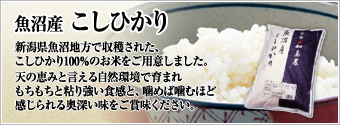 魚沼産 こしひかり