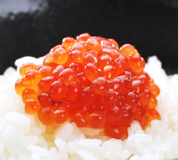 �k�C���Y�؎q�k�n�����Ёl120g�e����@3,024�~�i�ō��j